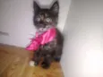 Milu