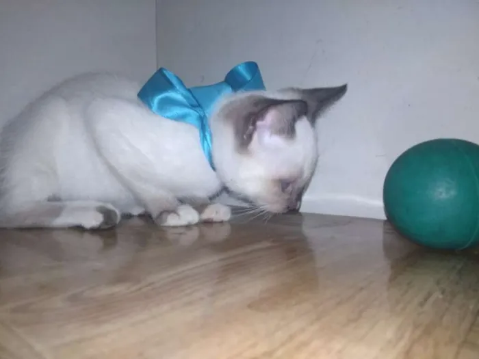 Gato ra a Srd idade Abaixo de 2 meses nome Raul