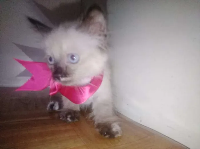 Gato ra a Srd idade Abaixo de 2 meses nome Mila