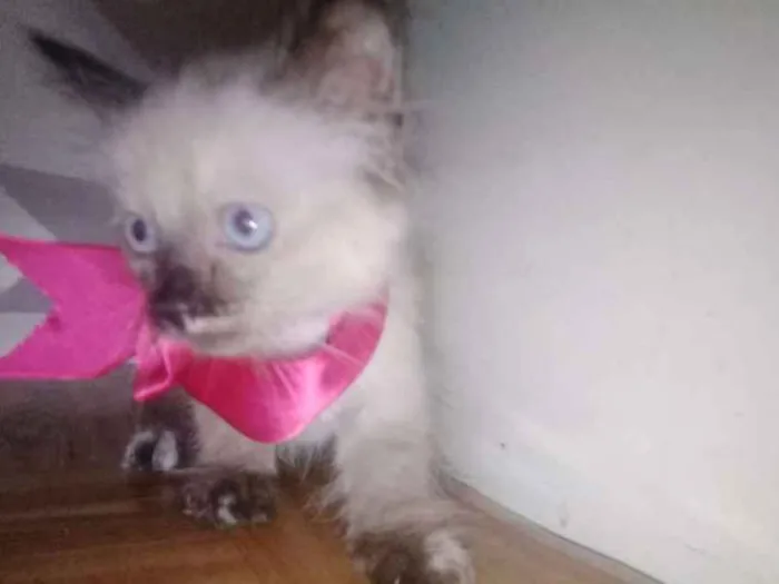 Gato ra a Srd idade Abaixo de 2 meses nome Mila