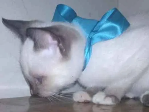 Gato ra a Srd idade Abaixo de 2 meses nome Raul