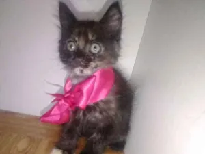 Gato raça Srd idade Abaixo de 2 meses nome Milu