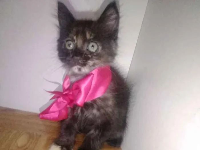 Gato ra a Srd idade Abaixo de 2 meses nome Milu