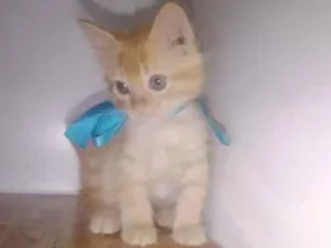 Gato raça Srd idade Abaixo de 2 meses nome Bruno