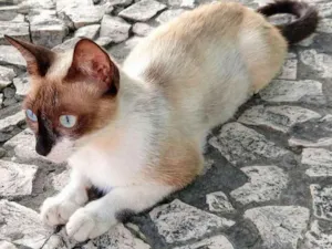 Gato raça Mestiça de siamesa idade 1 ano nome Magrela