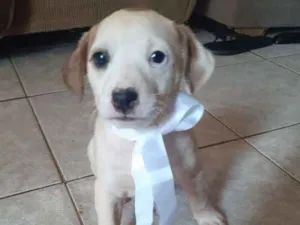Cachorro raça Vira Latas idade Abaixo de 2 meses nome Sky