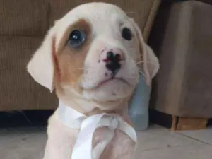 Cachorro raça Vira Latas idade Abaixo de 2 meses nome Sem nome