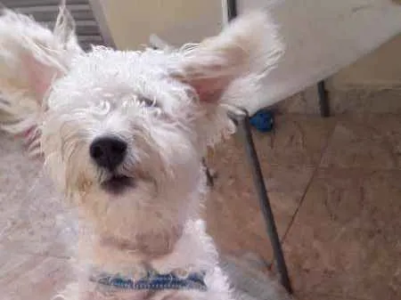 Cachorro ra a Puldo misturado idade 2 a 6 meses nome Pipoca
