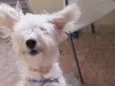 Pipoca