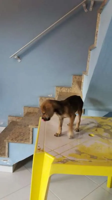 Cachorro ra a SRD idade Abaixo de 2 meses nome Kiko