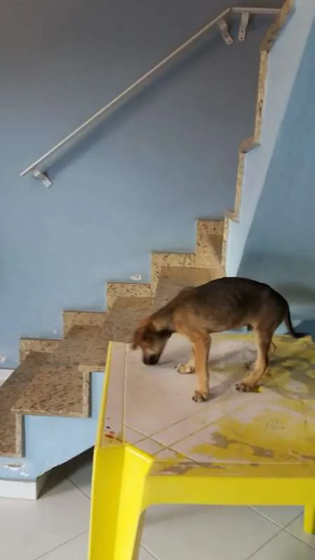 Cachorro ra a SRD idade Abaixo de 2 meses nome Kiko