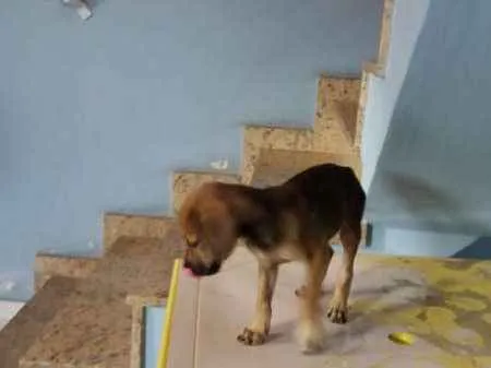 Cachorro ra a SRD idade Abaixo de 2 meses nome Kiko