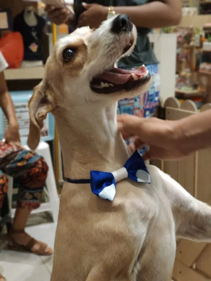 Cachorro raça SRD idade 2 anos nome Beethoven