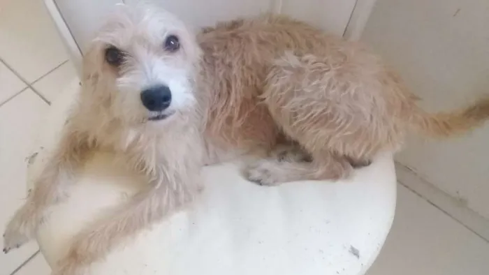 Cachorro raça SRD idade 2 anos nome Beethoven