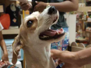 Cachorro raça SRD idade 2 anos nome Beethoven