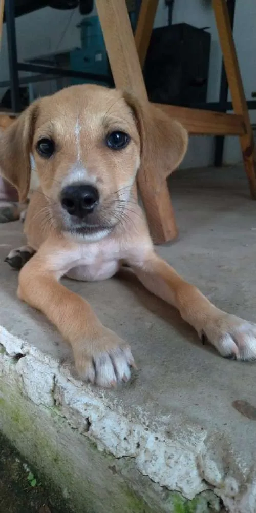 Cachorro ra a Vira lata idade 2 a 6 meses nome Komamura