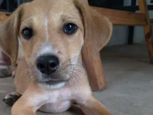 Cachorro ra a Vira lata idade 2 a 6 meses nome Komamura