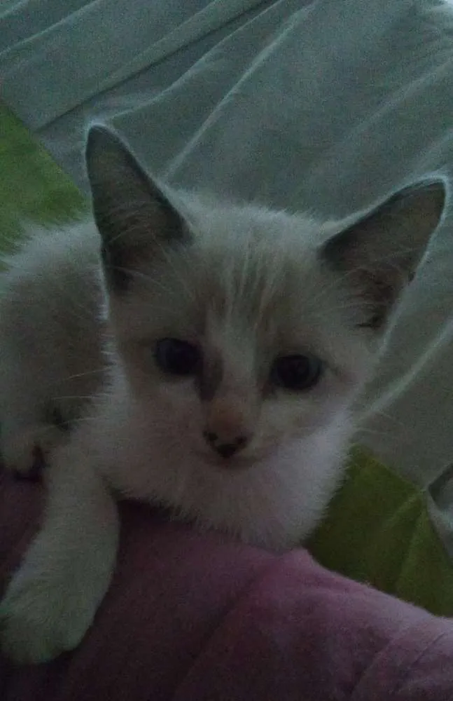 Gato ra a Siamês idade 2 a 6 meses nome Sem nome