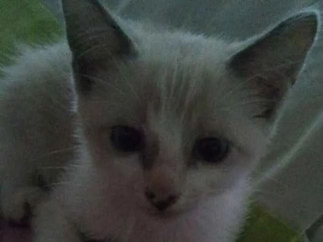 Gato ra a Siamês idade 2 a 6 meses nome Sem nome