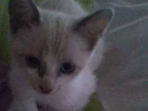 Gato raça Siamês idade 2 a 6 meses nome Sem nome