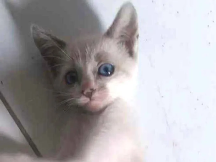 Gato ra a Siamês idade 2 a 6 meses nome Sem nome