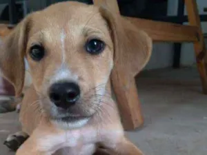 Cachorro raça Vira lata idade 2 a 6 meses nome Komamura
