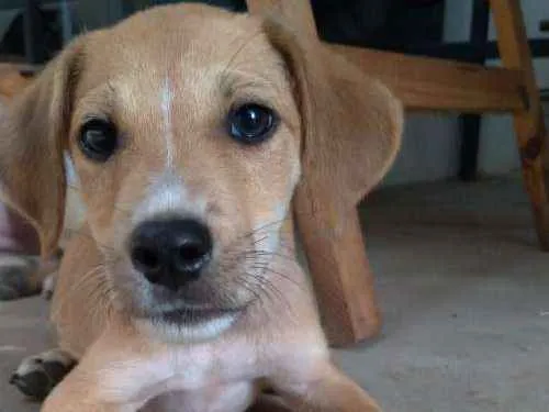 Cachorro ra a Vira lata idade 2 a 6 meses nome Komamura
