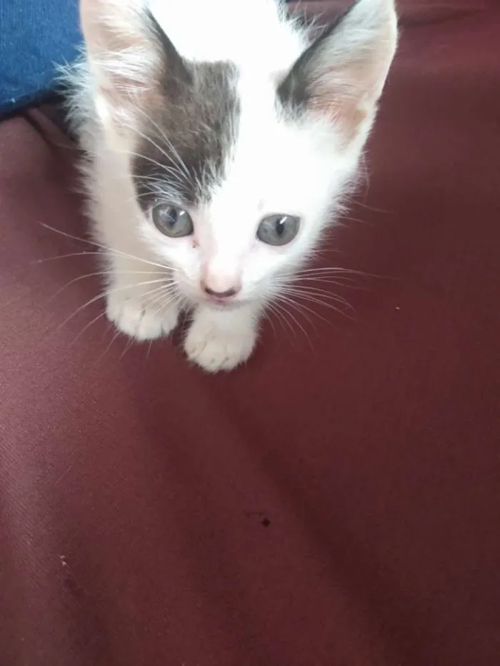 Gato raça  idade Abaixo de 2 meses nome Sem nome