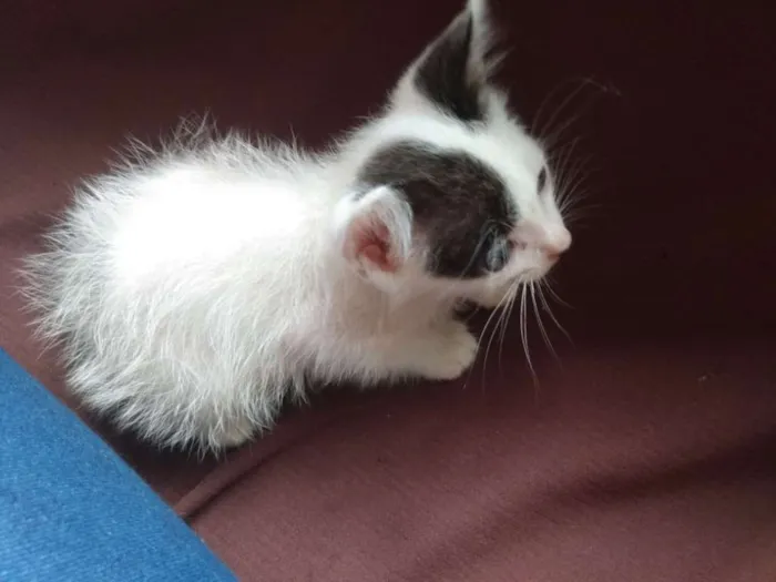 Gato raça  idade Abaixo de 2 meses nome Sem nome
