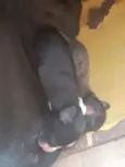 Nonca
