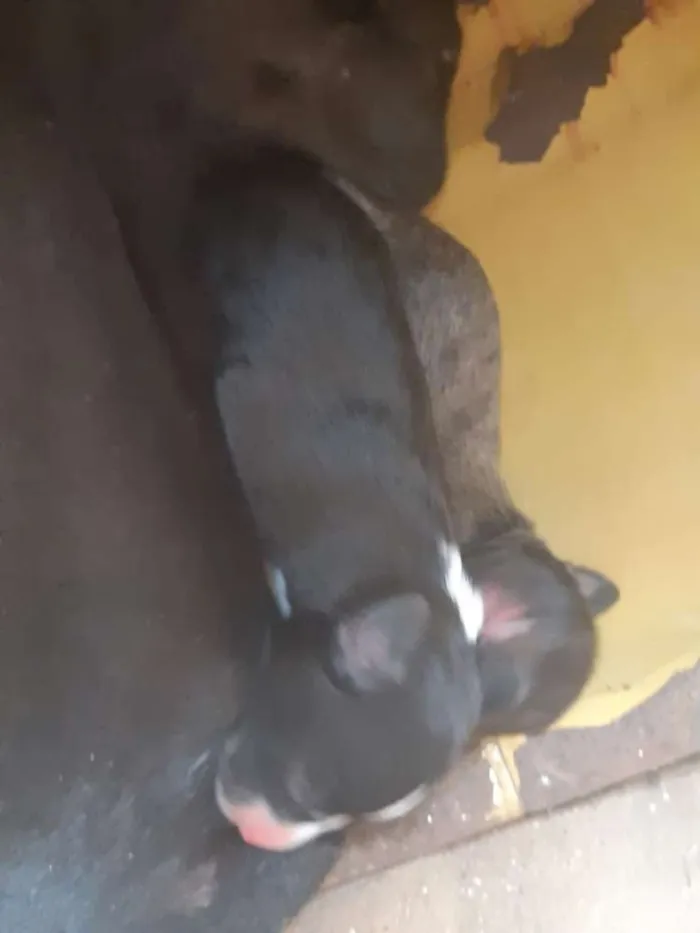 Cachorro raça Nao definida idade Abaixo de 2 meses nome Nonca