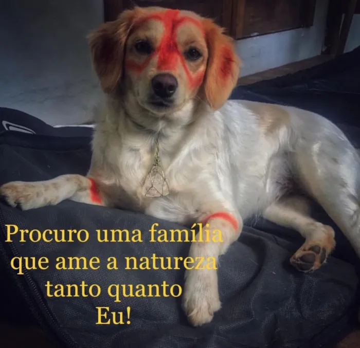Cachorro ra a Sem raça definida idade 3 anos nome Lili