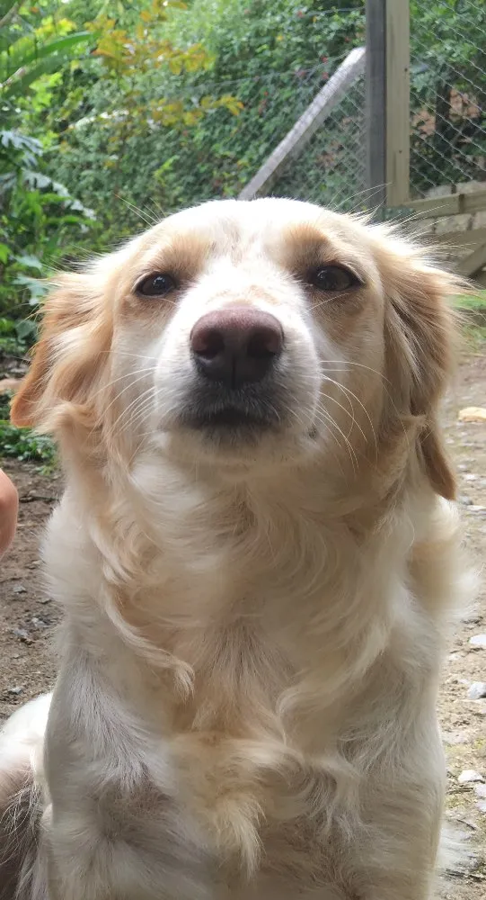 Cachorro ra a Sem raça definida idade 3 anos nome Lili