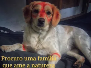Cachorro raça Sem raça definida idade 3 anos nome Lili