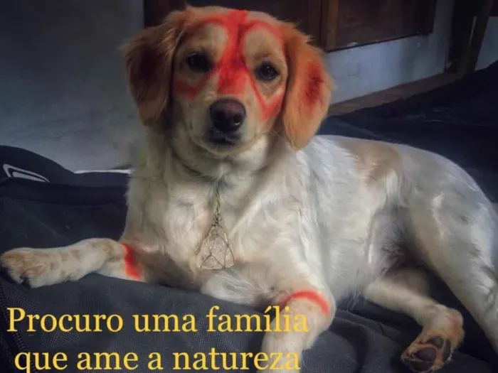 Cachorro ra a Sem raça definida idade 3 anos nome Lili