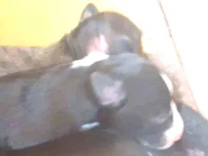 Cachorro raça Nao definida idade Abaixo de 2 meses nome Nonca