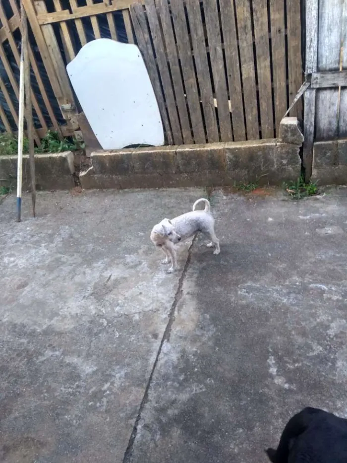 Cachorro ra a Poodle, Mistiça idade 7 a 11 meses nome Totó, Meg