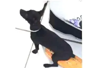 Cachorro raça Pinscher idade 2 a 6 meses nome Molly