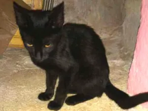 Gato raça Gato idade 2 a 6 meses nome Sem nome