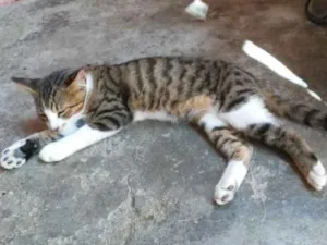 Gato raça Gato idade 2 a 6 meses nome Sem nome