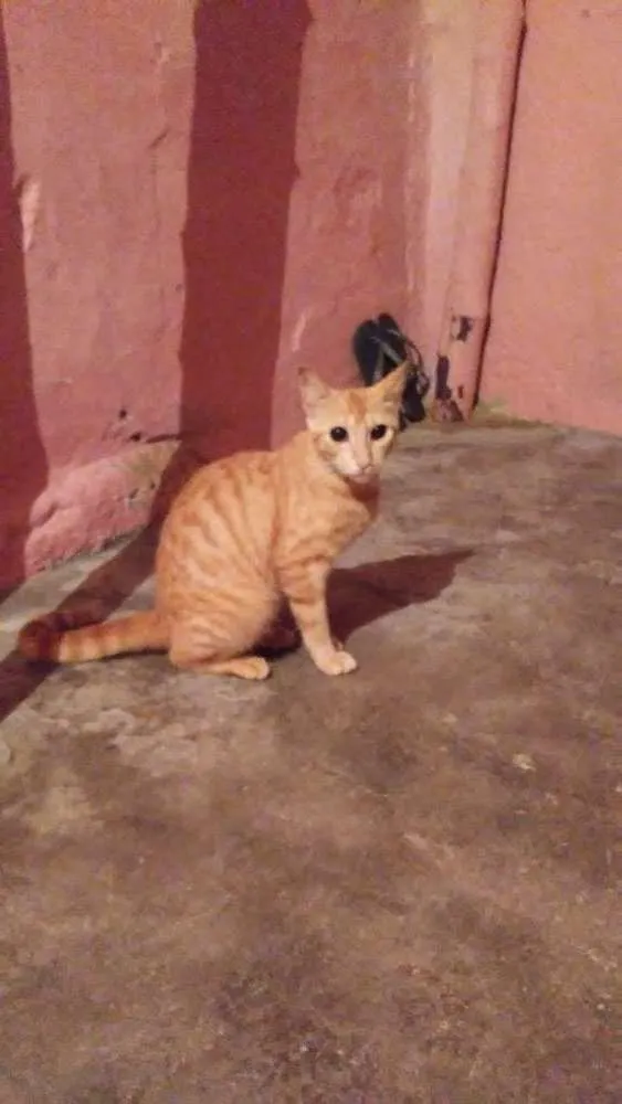 Gato ra a Gato idade 7 a 11 meses nome Amarelinha