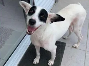 Cachorro raça Srd idade 2 anos nome Quênia