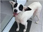 Cachorro raça Srd idade 2 anos nome Quênia