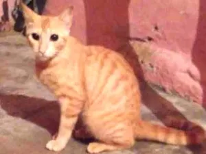 Gato raça Gato idade 7 a 11 meses nome Amarelinha