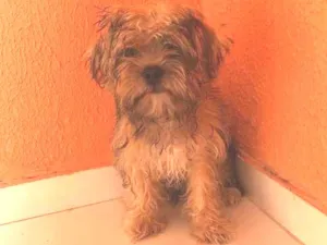 Cachorro raça Shitzu e yorkshire  idade 2 a 6 meses nome Duck 