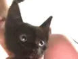 Gatinhos