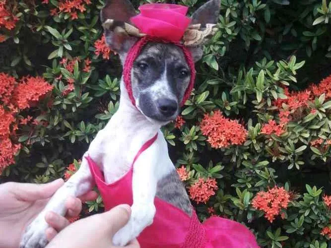 Cachorro ra a SEM RAÇA DEFINIDA.  idade 2 a 6 meses nome SEM NOME.