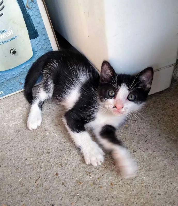 Gato ra a Não sei idade 2 a 6 meses nome Sem nome
