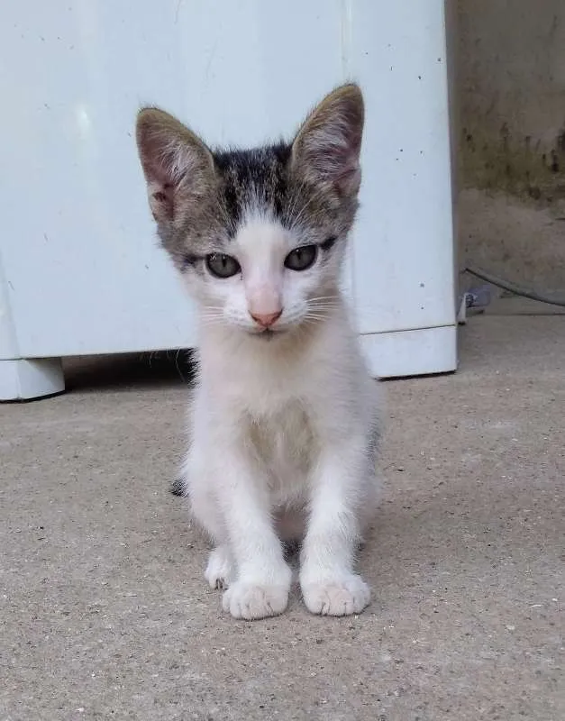 Gato ra a Não sei idade 2 a 6 meses nome Sem nome