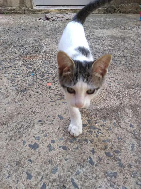 Gato ra a Não sei idade 2 a 6 meses nome Sem nome